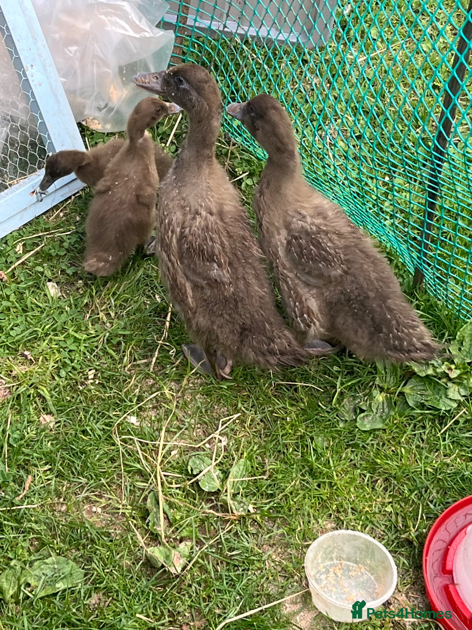 Ducks poultry for sale: Old fashioned khaki campbells in Leek - Advert 1