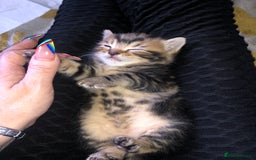 Bombay cats for sale: 3 little boy kittens - Image 6
