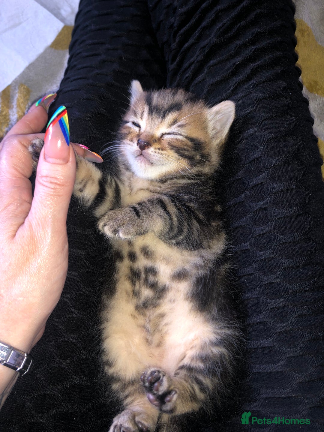 Bombay cats for sale: 3 little boy kittens - Image 6