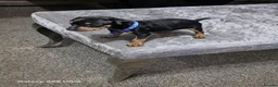 Miniature Pinscher dogs for sale: Beautiful Miniature Pinscher Puppies–4 Girls&1 boy - Advert 6
