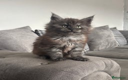 Maine Coon cats for sale: *READY NOW* STUNNING TICA ACTIVE FEMALE KITTEN  - Image 6