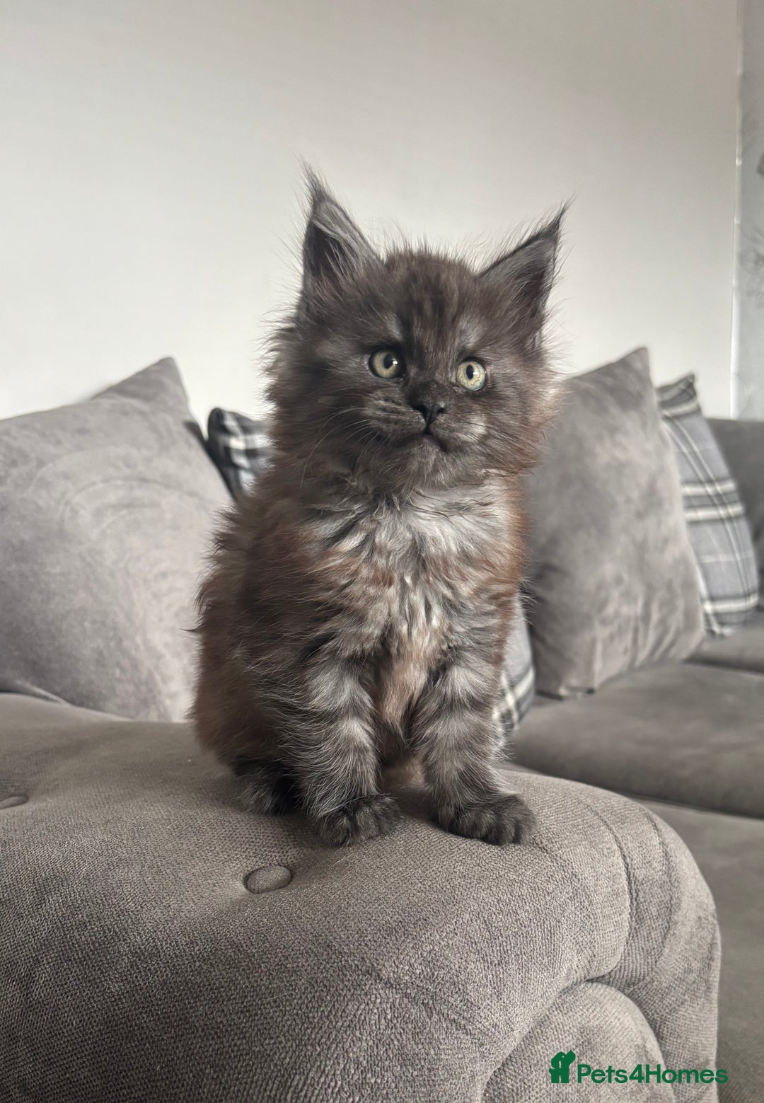 Maine Coon cats for sale: *READY NOW* STUNNING TICA ACTIVE FEMALE KITTEN  - Image 6
