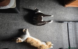 Domestic Shorthair cats for sale: Kitten for sale  - Image 4