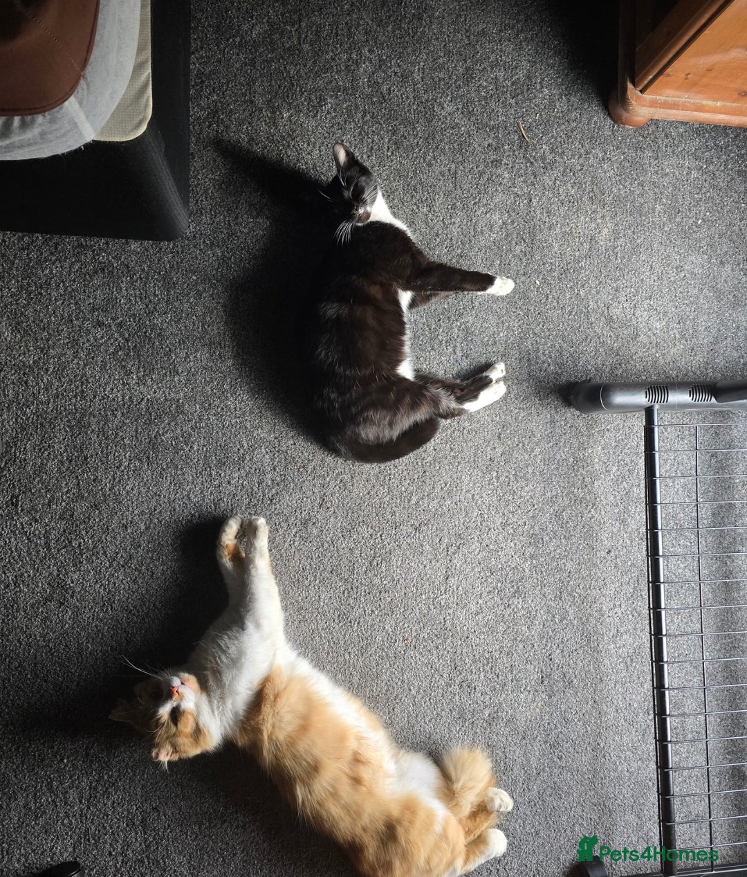 Domestic Shorthair cats for sale: Kitten for sale  - Image 4