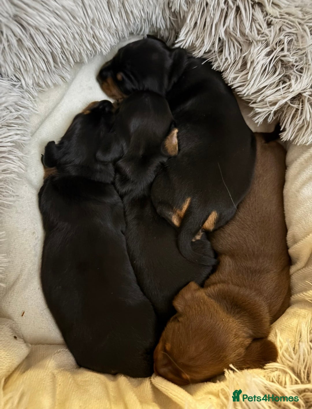 Miniature Dachshund dogs for sale: 🥇KC Registered Miniature Dachshunds Champion Line - Advert 31