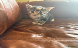 Domestic Shorthair cats for sale: 3 tabby 2 ginger - Image 3