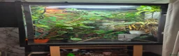 Chameleon reptiles for sale: Veiled chameleon  - Advert 4
