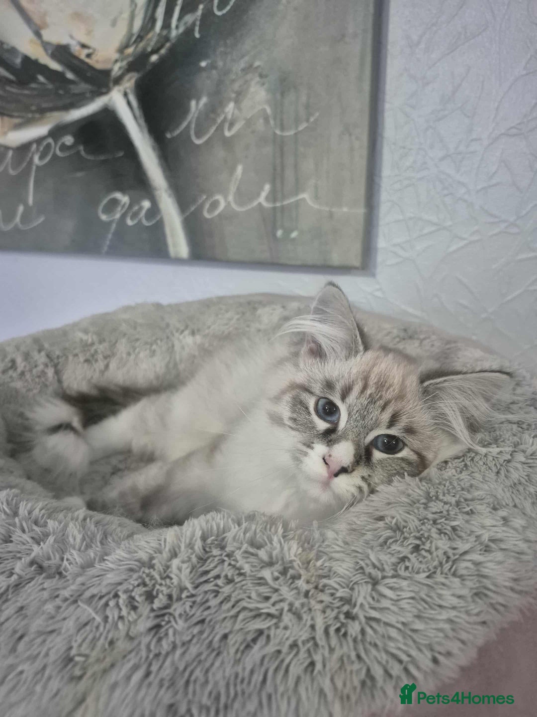 Siberian cats for sale: Pedigree boy  available  - Image 8