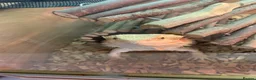 Bearded Dragon reptiles for sale: Bearded dragon  - Advert 5