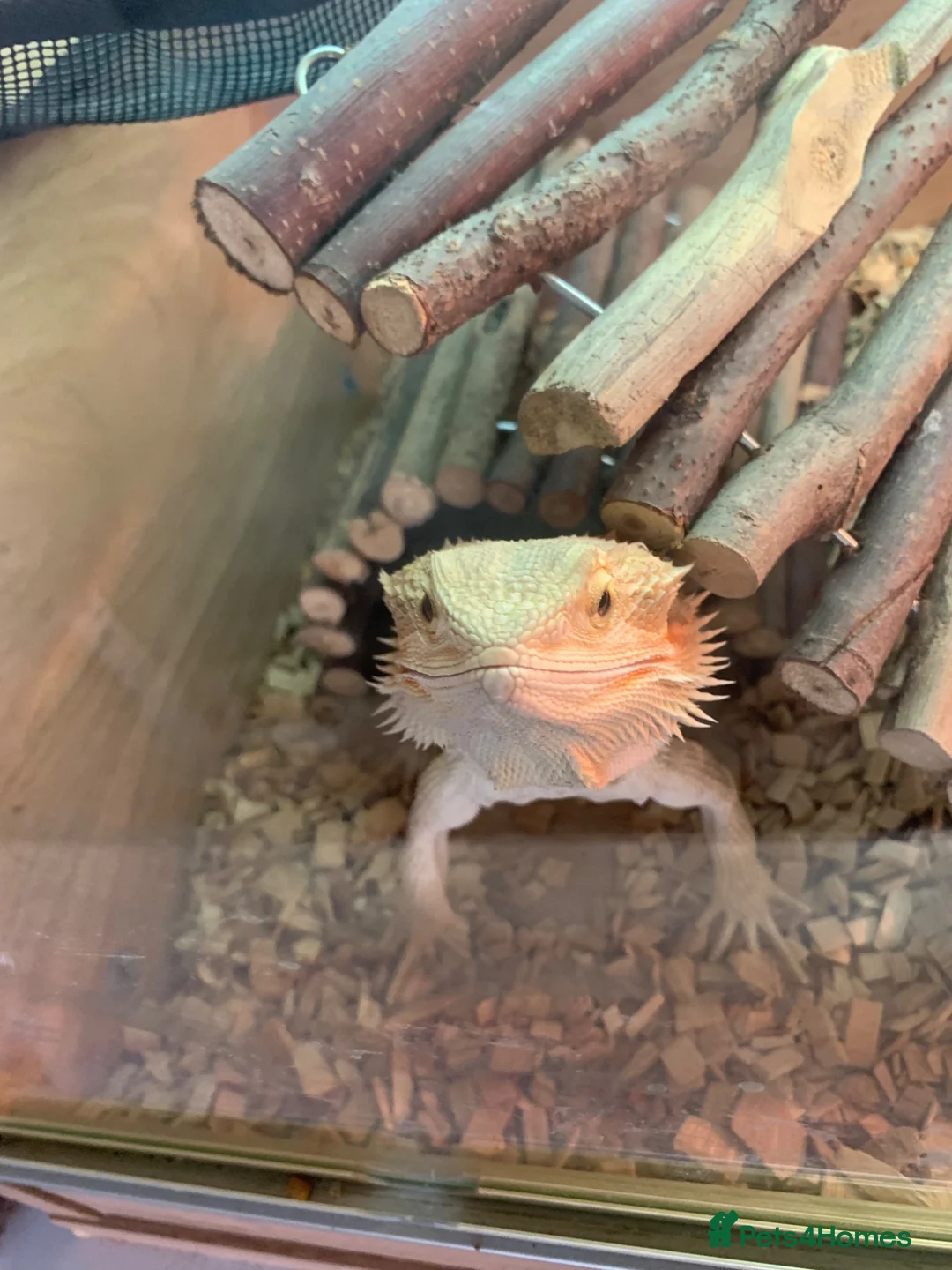 Bearded Dragon reptiles for sale: Bearded dragon  - Advert 5