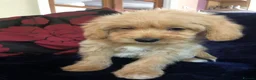 Mixed Breed dogs for sale: shihpoo x maltese puppies for sale - Advert 8