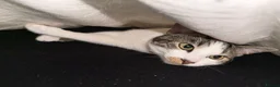 Mixed Breed cats for sale: Two energetic brothers looking for a home  - Advert 2