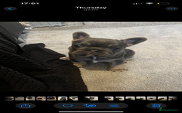 French Bulldog dogs for sale: Beautiful French bulldogs 🐶   - Image 21