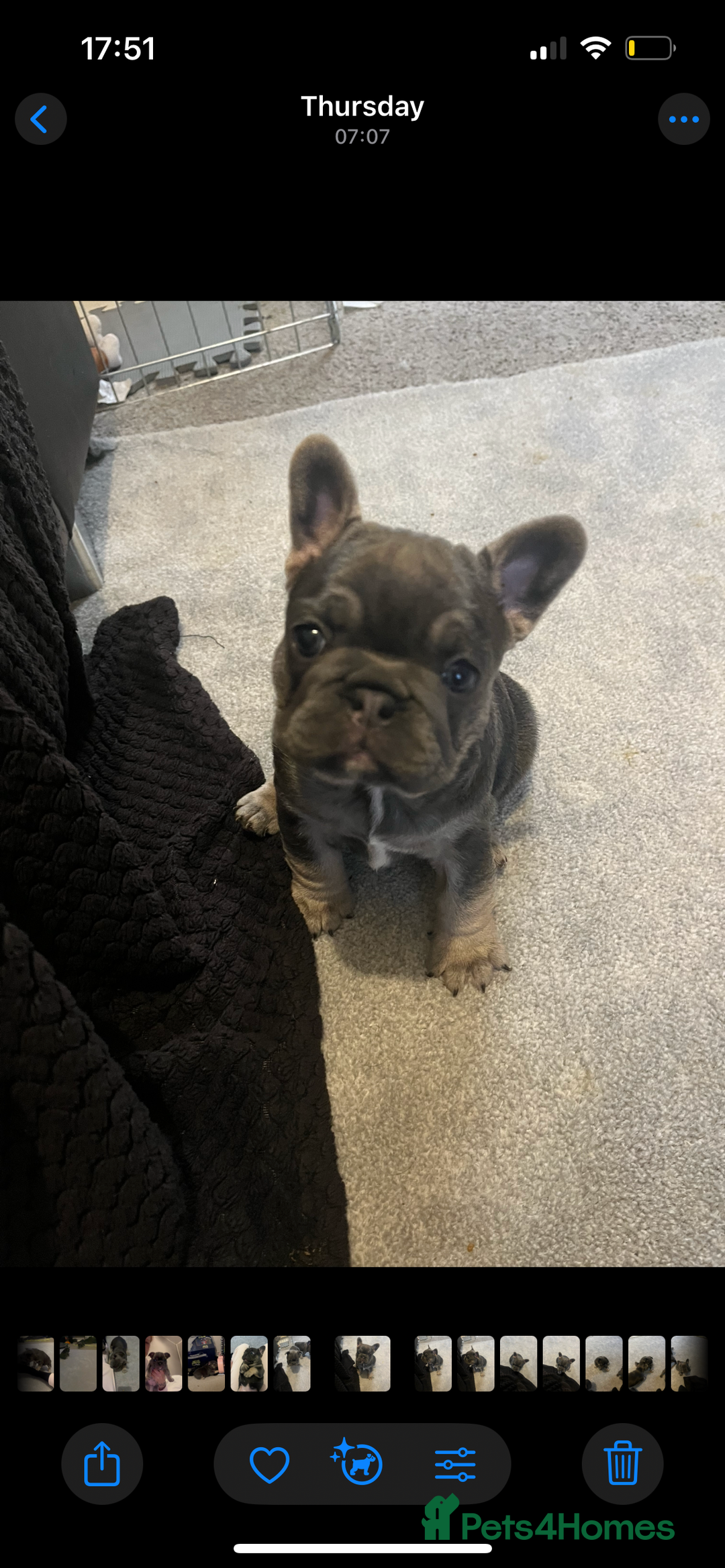 French Bulldog dogs for sale: Beautiful French bulldogs 🐶   - Image 21