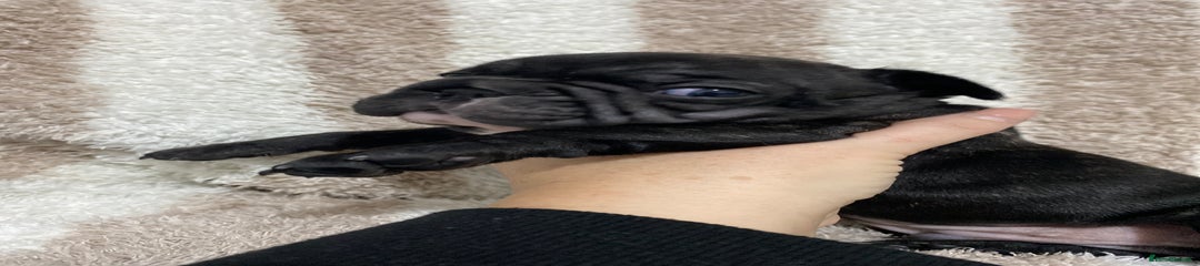 French Bulldog Puppy 4