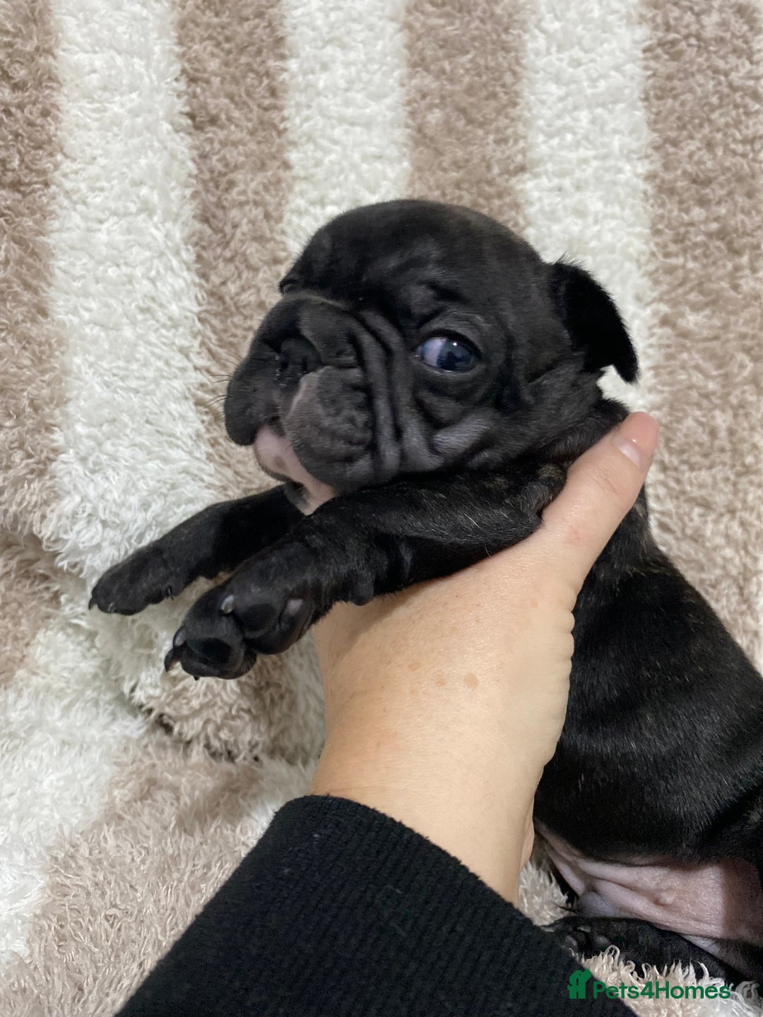 French Bulldog dogs for sale: BEAUTIFUL CHUNKY FRENCHIE PUPS - Advert 13