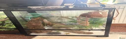 Gecko reptiles for sale: Female orange blotch gargoyle gecko  in Halifax - Advert 4