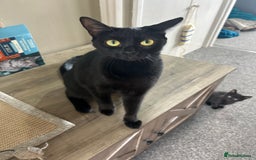 British Shorthair cats for sale: Mum, dad and kitten for sale - Image 1