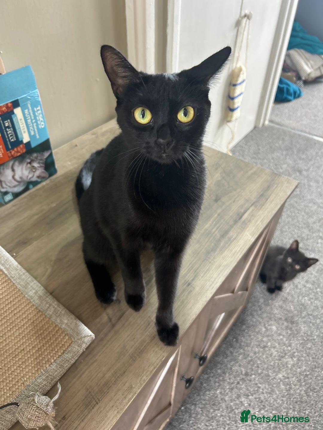 British Shorthair cats for sale: Mum, dad and kitten for sale - Image 1