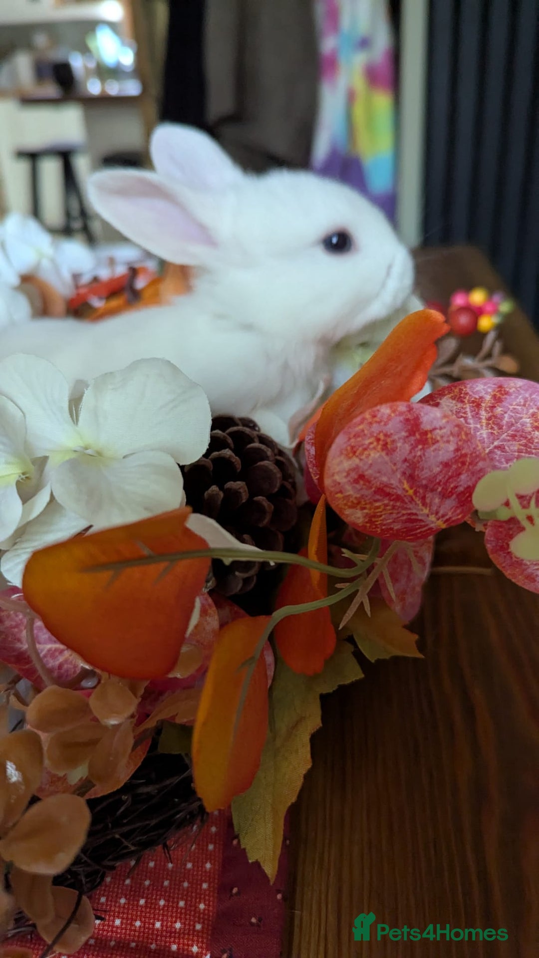 Mixed Breed rabbits for sale: Three white baby rabbits for sale - Image 5