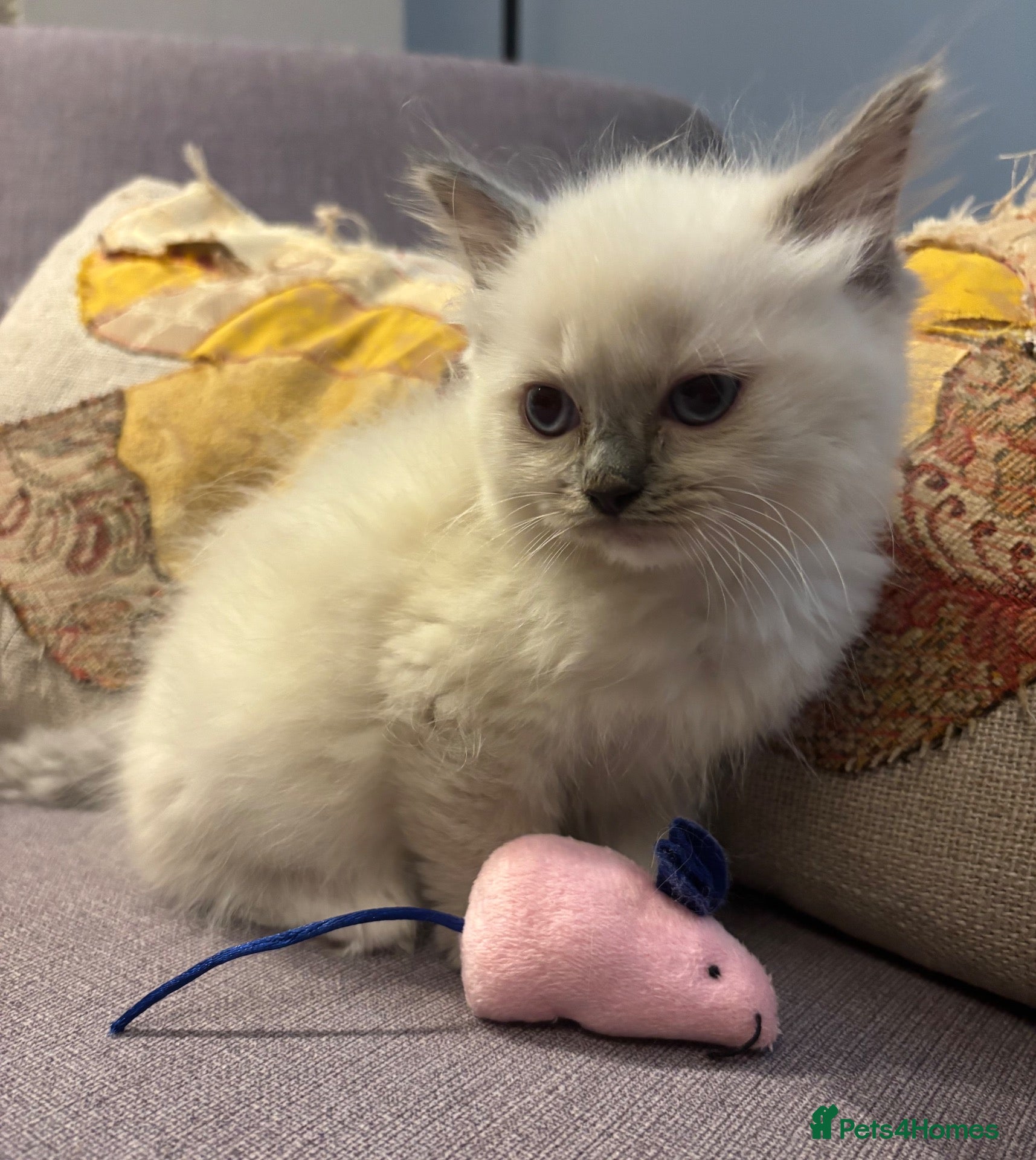 Ragdoll cats Gorgeous Ragdoll Kittens.  - Advert 16