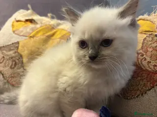 Ragdoll cats Gorgeous Ragdoll Kittens. - Advert 16