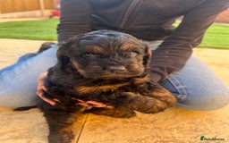 Cockapoo dogs for sale: cockapoo puppies - Advert 7