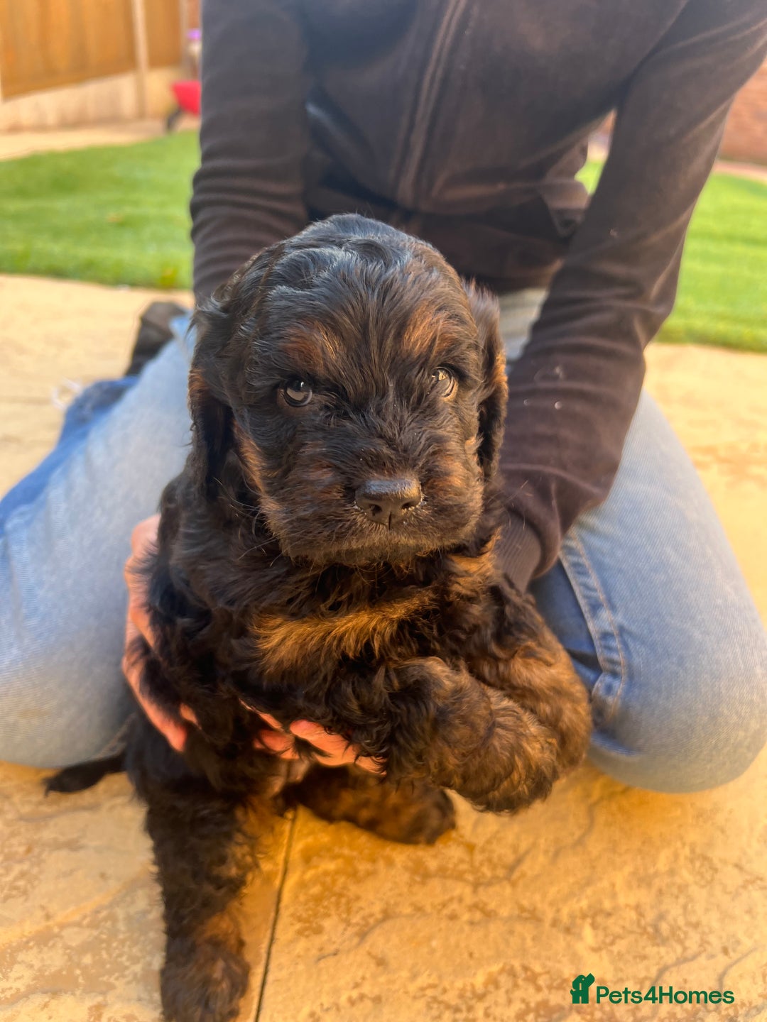 Cockapoo dogs for sale: cockapoo puppies - Advert 7