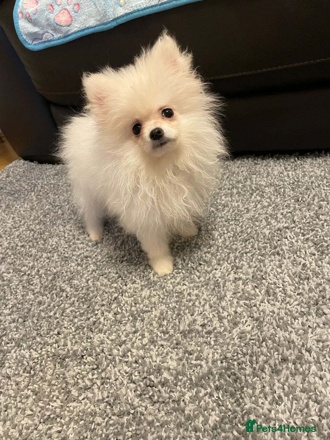 Pomeranian dogs for sale: Stunning little Pomeranian KC white Boy - Advert 1