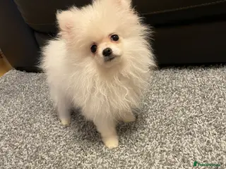Pomeranian dogs Stunning little Pomeranian KC white Boy - Advert 1