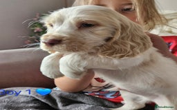 Cocker Spaniel dogs for sale: Stunning Show Cocker Spaniels - Image 4