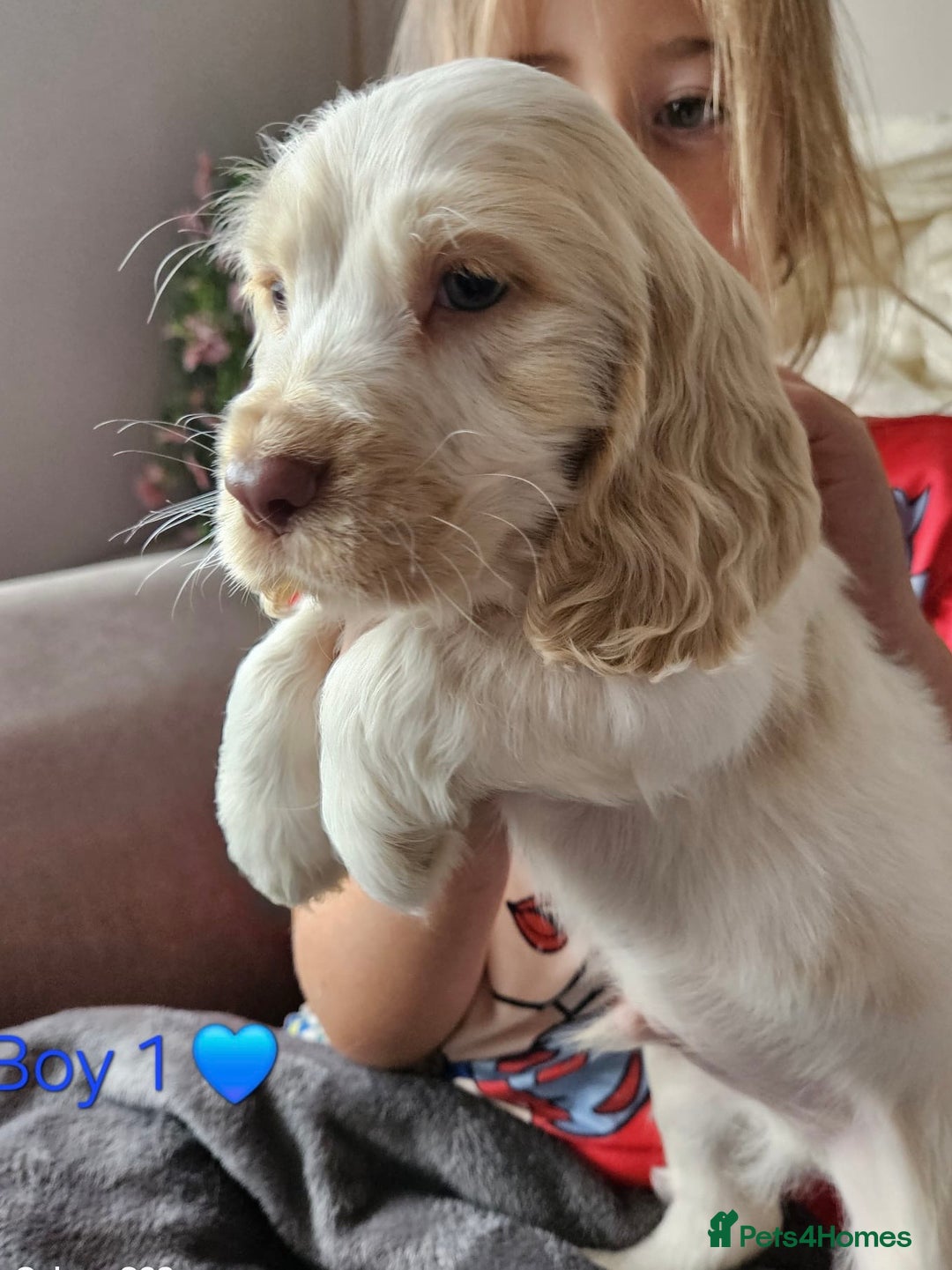 Cocker Spaniel dogs for sale: Stunning Show Cocker Spaniels - Image 4