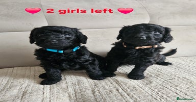 Goldendoodle dogs Gorgeous Healthy Goldendoodle Puppies - Advert 12