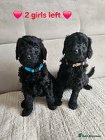 Goldendoodle dogs Gorgeous Healthy Goldendoodle Puppies - Advert 6