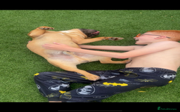 French Bulldog dogs for stud: Arnie  - Image 8