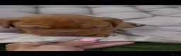 Dogue De Bordeaux dogs for sale: Stunning litter of dogue de Bordeaux in Epping - Advert 9