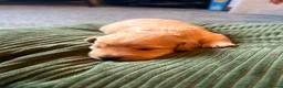Doxiepoo dogs for sale: Doxiepoo puppies in Doncaster - Advert 11