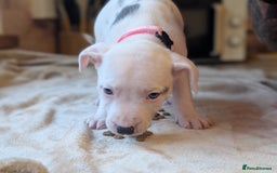 Staffordshire Bull Terrier dogs for sale: Blue/blue&white staffs - Image 39