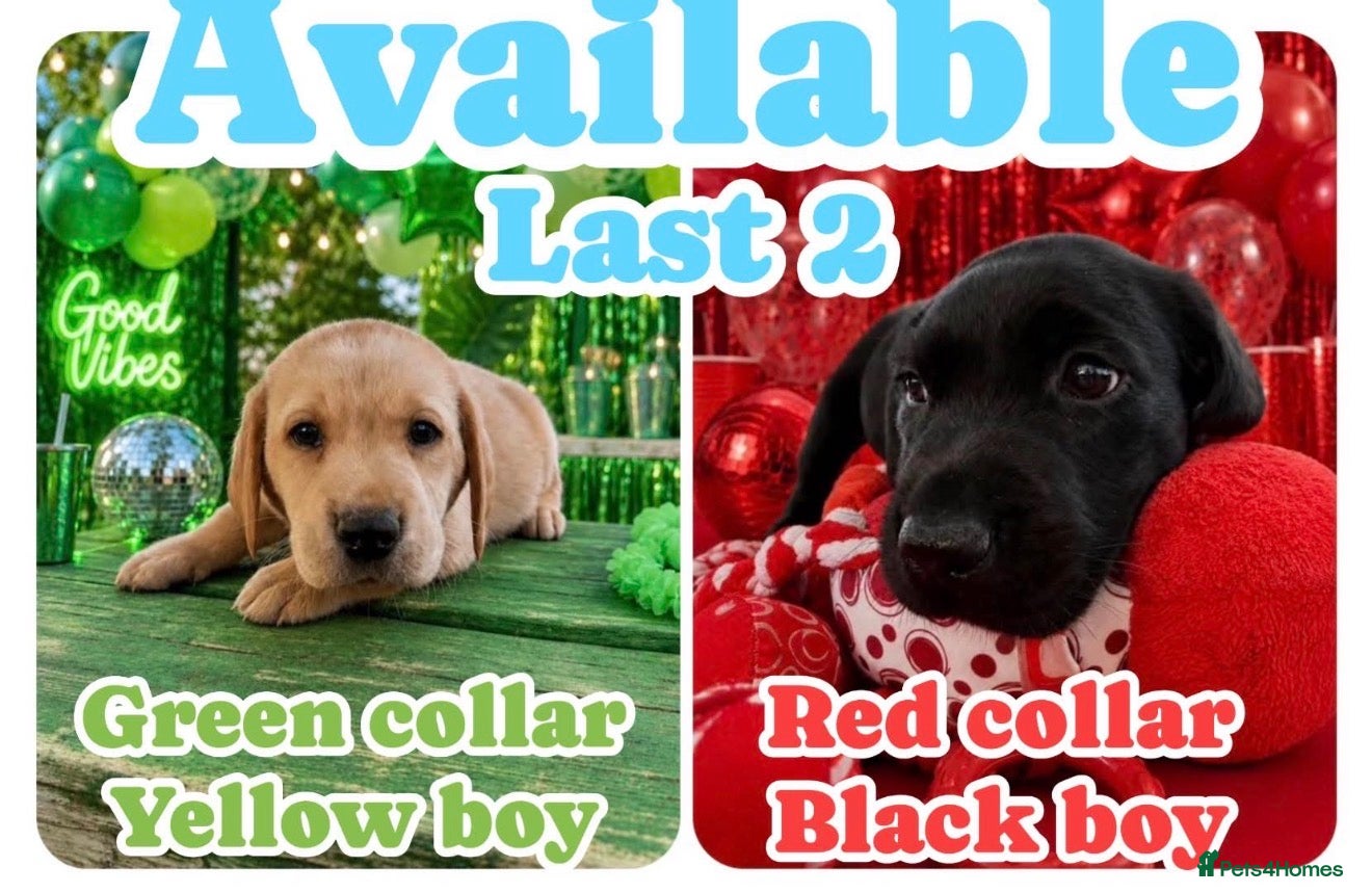 Labrador Retriever dogs KC Labrador puppies from health screened parents  - Advert 1