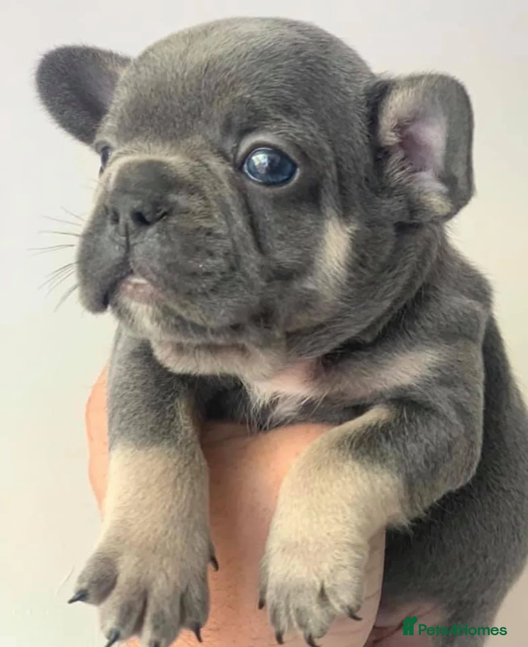 French Bulldog dogs for stud: BEAUTIFUL LILAC AND TAN FRENCH BULLDOG in Sunderland - Advert 17