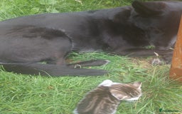 Mixed Breed cats for sale: Beautiful female tabby kittens - Image 7
