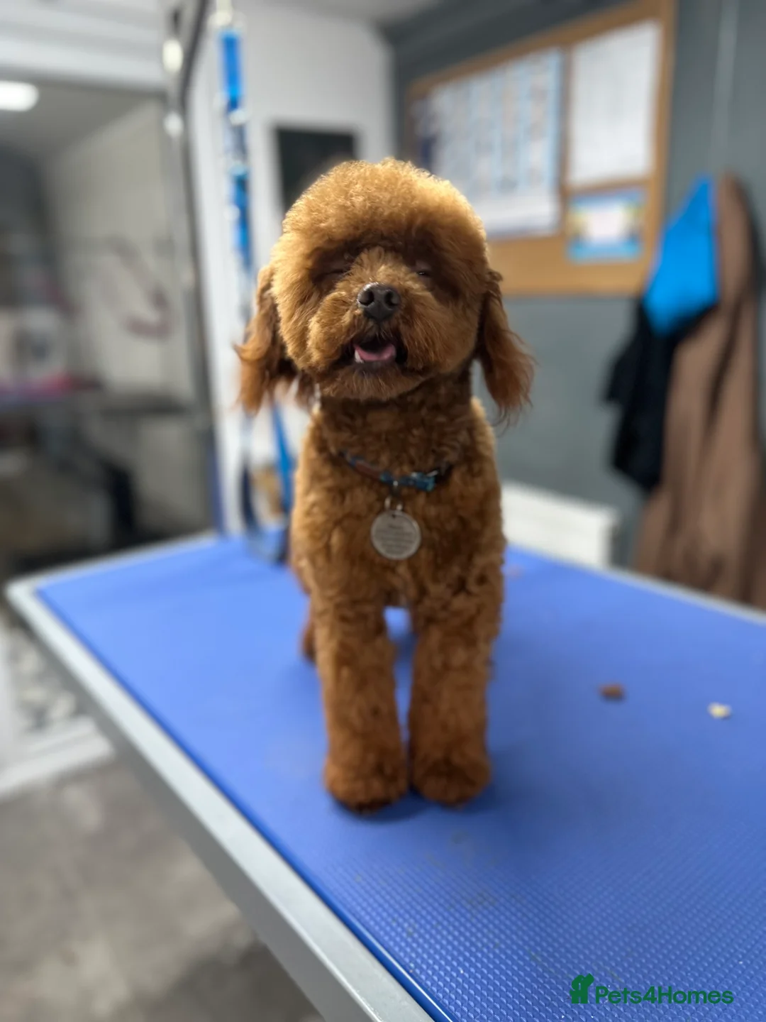Miniature Poodle dogs for stud: Miniature poodle Kc reg pra clear tiny boy  in Ipswich - Advert 7