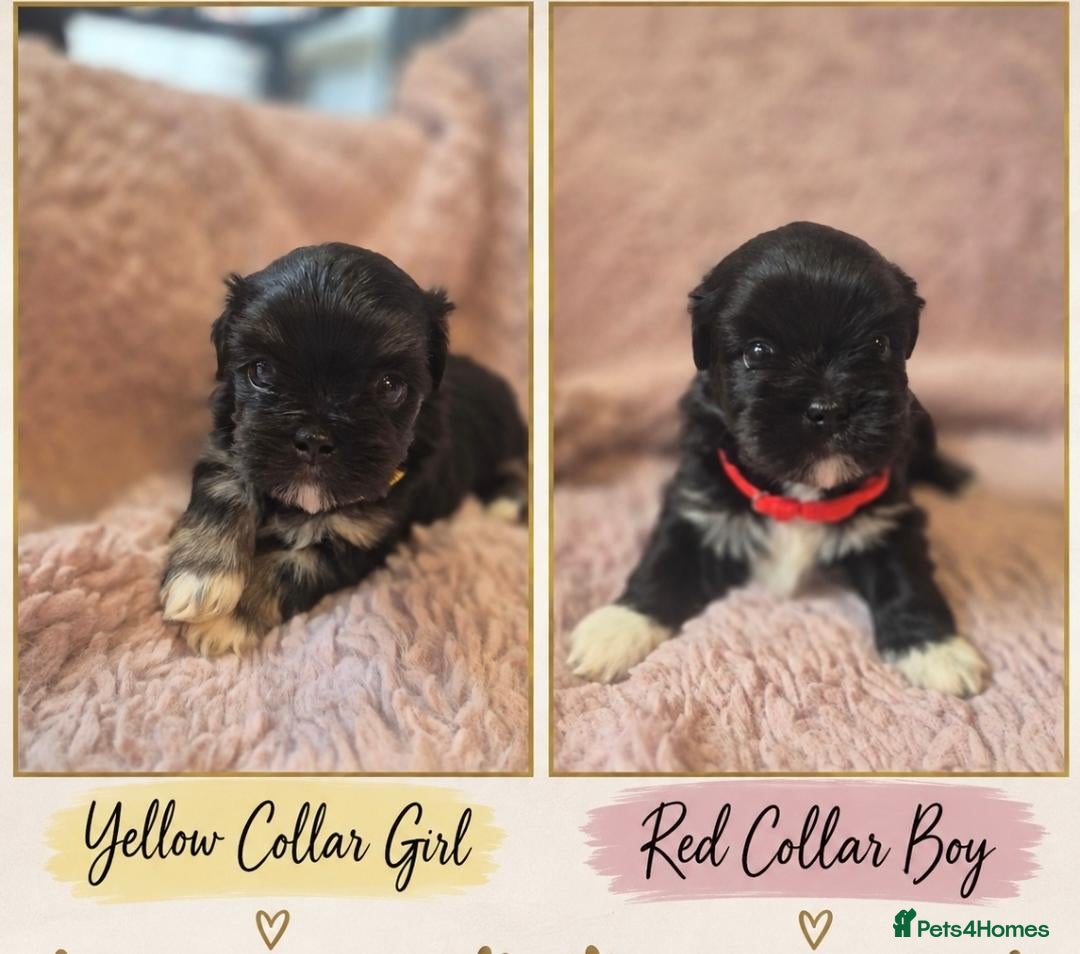Lhasa Apso dogs KC LHASA APSO puppies 1 boy 1 girl available  - Advert 7