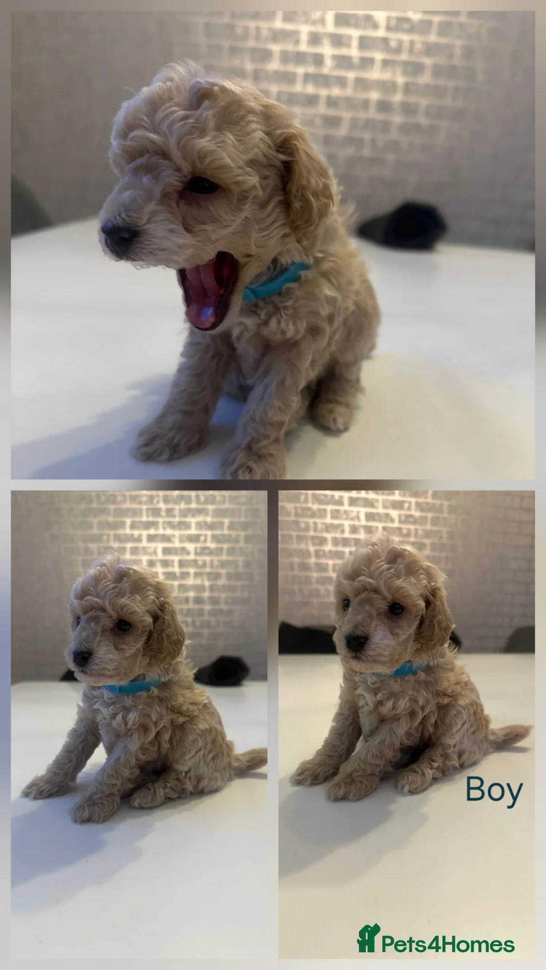 Toy Poodle dogs for sale: Beautiful Toy Poodles - 3 Boys and 2 Girls - Advert 6