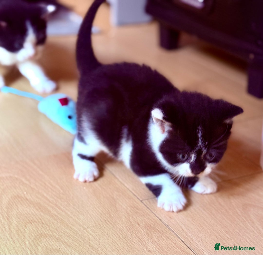 Brazilian Shorthair cats for sale: Kitten 🐈‍⬛  - Image 7