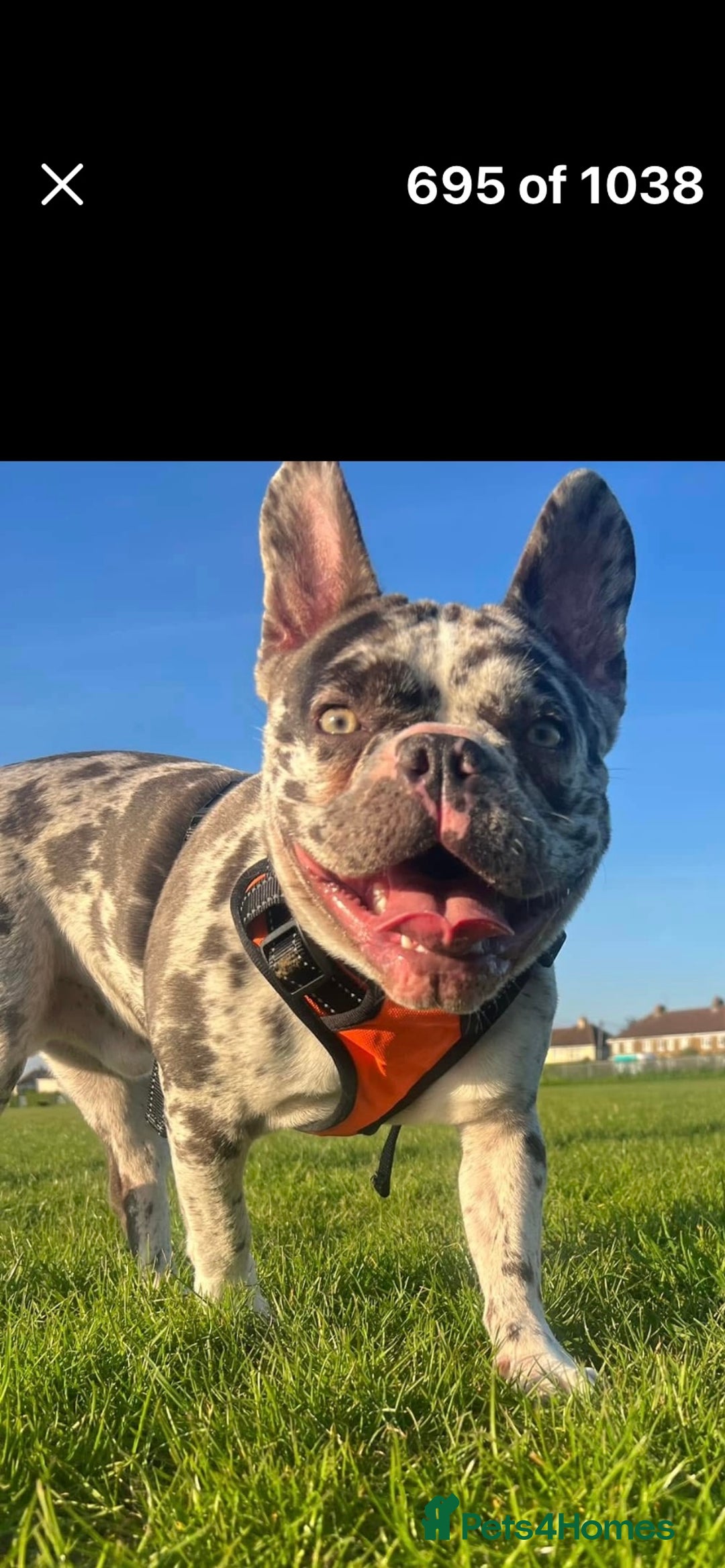 French Bulldog dogs for sale: French bulldog for rehome - Advert 2