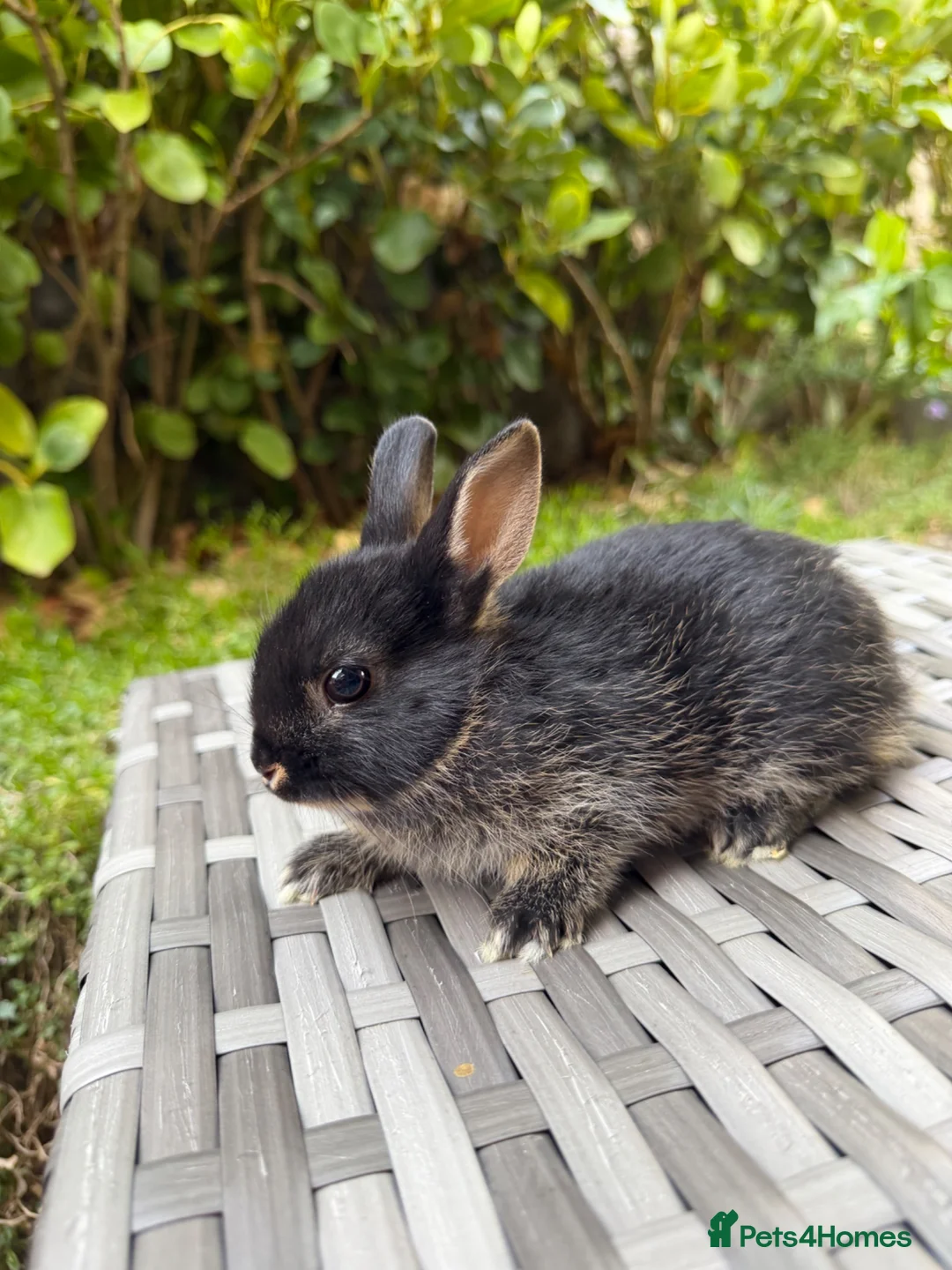 Netherland Dwarf rabbits for sale:   Ready for new home Purebred Netherland Dwarf  - Advert 4