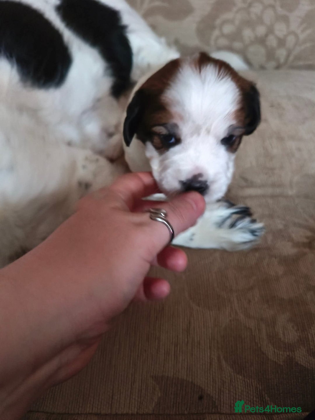 Mixed Breed dogs for sale: 2 Gorgeous male cocker Bassett x Shichon pups  - Image 4