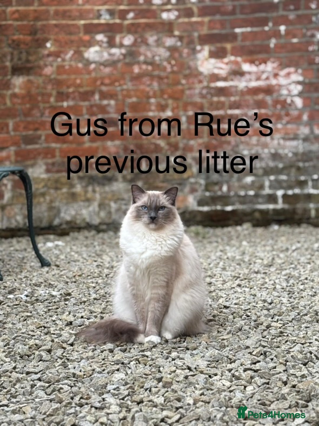 Ragdoll cats for sale: Last mitted Ragdoll boy available  - Advert 17