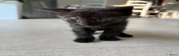 Mixed Breed cats for sale: 6 week old tortoiseshell kitten- pinky  - Advert 4